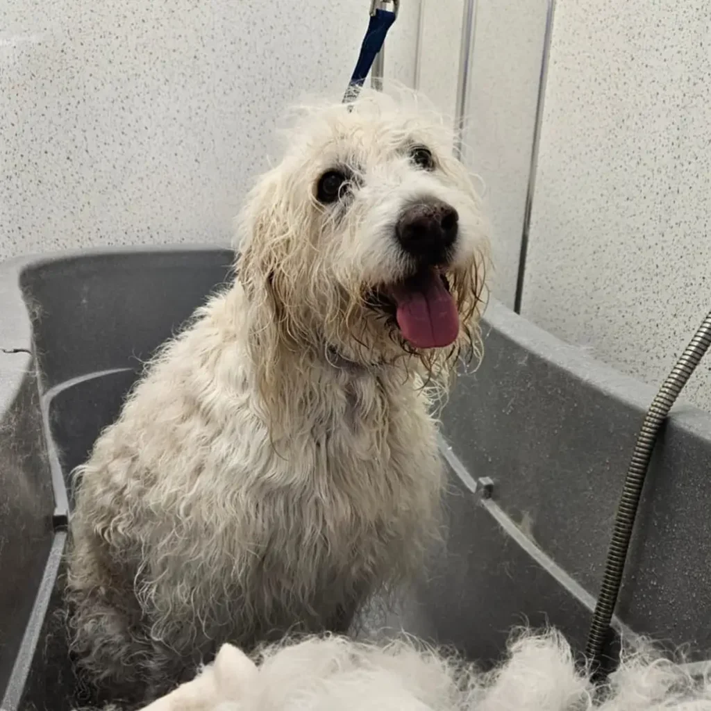 Benefits Of Dog Grooming